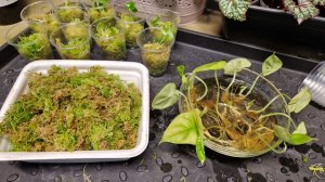 Высадка КЛОНОВ из стерильной среды АЛОКАЗИЯ Инферналис и Сильвер Драгон в мох