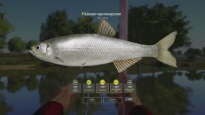 ЛУЧШИЙ ФАРМ ДЛЯ НОВИЧКА НА МАХИ НА СЕВЕРСКОМ ДОНЦЕ НА ШЕМАЕ В РУССКОЙ РЫБАЛКЕ 4 РР4