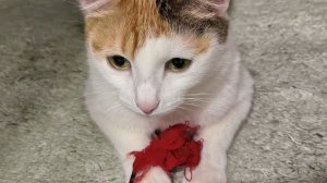 (уговорили)//я вернулся