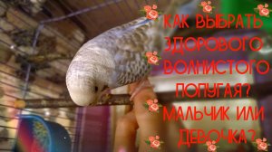 Как выбрать ЗДОРОВОГО Волнистого ПОПУГАЯ? Как определить самец или самка волнистый попугай?