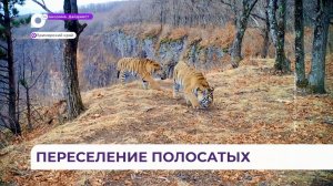 Первые четыре амурских тигра уедут из Приморья и Хабаровска в Казахстан в начале 2026 года