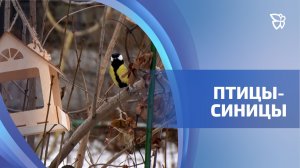 12 ноября - Синичкин день