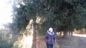 Ты вся моя -  Автор и музыка Аркадий Дремучев поёт Аркадий Дар