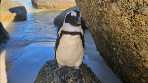 МЫС ДОБРОЙ НАДЕЖДЫ. ДЕНЬ2