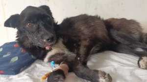 Оливия у другого хирурга