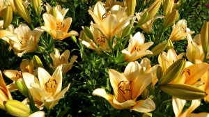 Лолии цветут