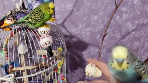 Забавные Птичкины красавчики оседлали барашка