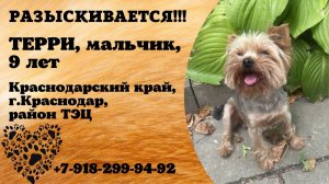 Пропала собака! ТЕРРИ. Мальчик. 9 лет. Краснодарский край,  г.Краснодар