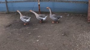 Отличное утро, хорошего дня. Так и жили, спали врозь, а дети были! * (старая русская пословица)