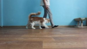 Здоровенная липучка 😅
🥰Котик Мейн Кун Альфик - 24/7 рядом