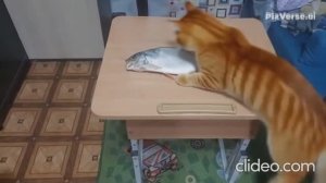 Кот и рыба. Бытовая ситуация