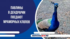 Павлины в Дендрарии поедают мраморных клопов