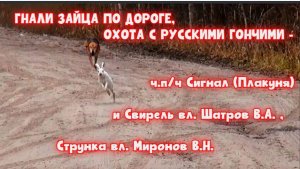 ГНАЛИ ЗАЙЦА ПО ДОРОГЕ, ОХОТА С РУССКИМИ ГОНЧИМИ - ч.п/ч Сигнал (Плакуня), Свирель, Струнка #hunting