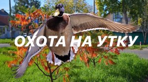 ОХОТА на УТКУ выезд второй 2025