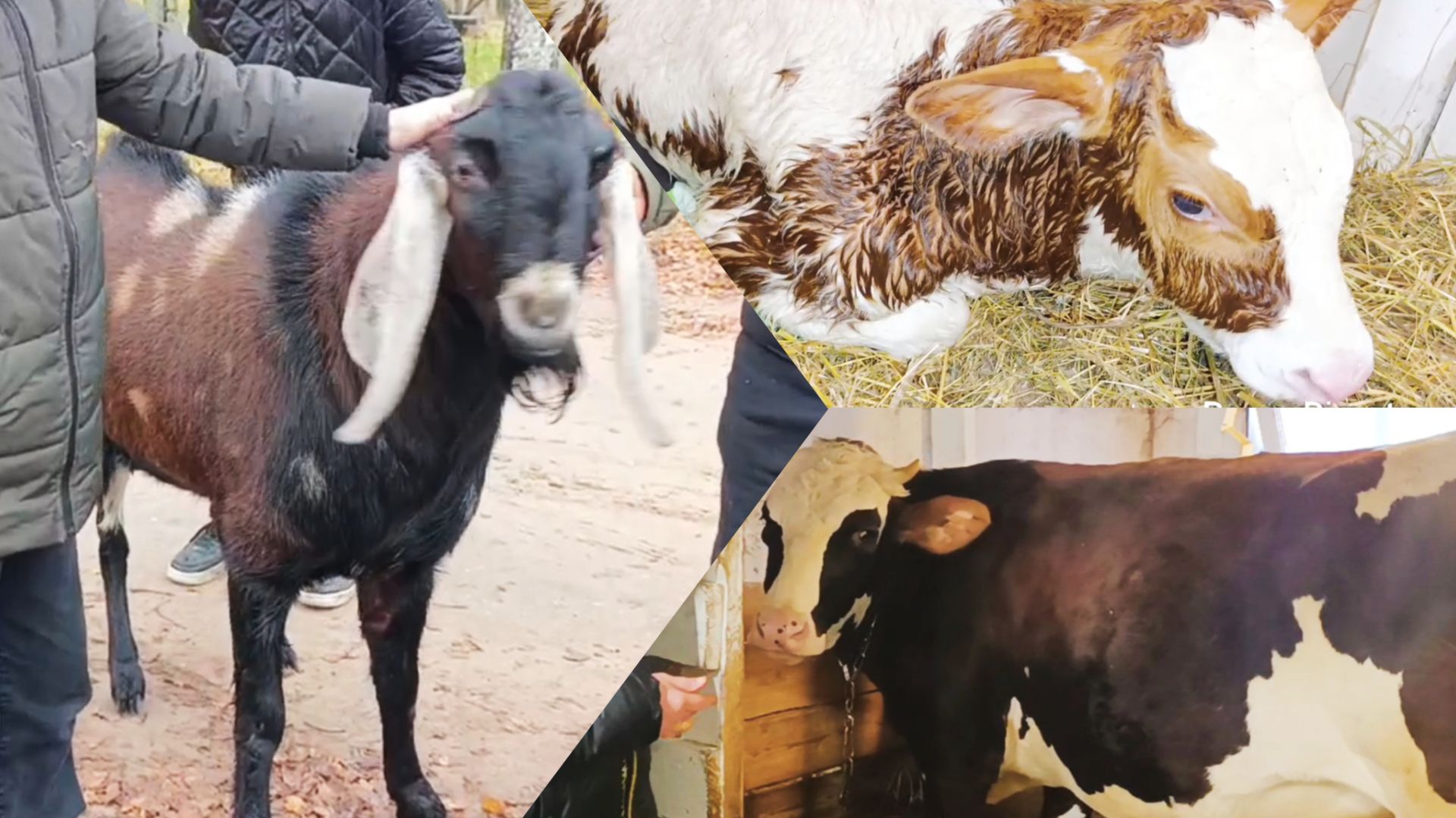 Новости на хозяйстве  Распрощались с КаратомОтелилась Мила