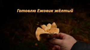 Готовлю грибы - ежовик жёлтый.