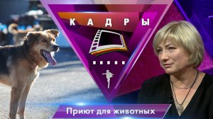 Как живут бездомные животные в приюте? | Кадры (2025)