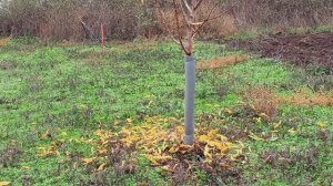 Защита деревьев от зайцев.