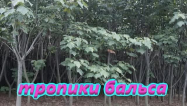 Тропики дерево Бальса