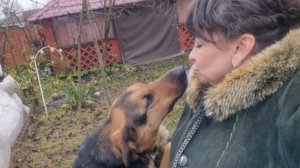 Укрываю розы. Готовлю вареники. Полезные советы. Жизнь семьи в деревне.