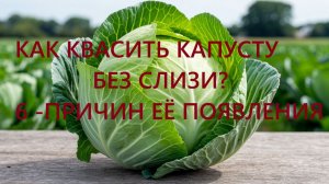 Как квасить капусту без слизи?