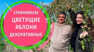 Сравнение яблонь декоративных во время цветения