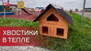 Домики для бездомных кошек и собак появились в Избербаше