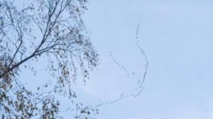 Перелётные птицы 2025 октябрь