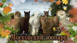 Милые пушистые альпаки. Альпака. Словно плюшевые игрушки. Московский зоопарк. Осень 2025