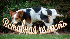 Вставная челюсть