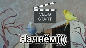 Влог / Новые деревянные жёрдочки для моих попугаев. Как я устанавливаю жерди в клетке попугаев?