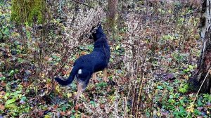 Лесной дебют чёрного грызлика и новая игрушка