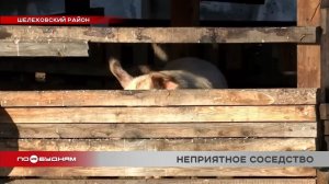 Свиноферма отравляет жизнь обитателям посёлка в Шелеховском районе