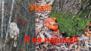 Опёнок зи́мний, или Фламмулина бархатистоножковая.