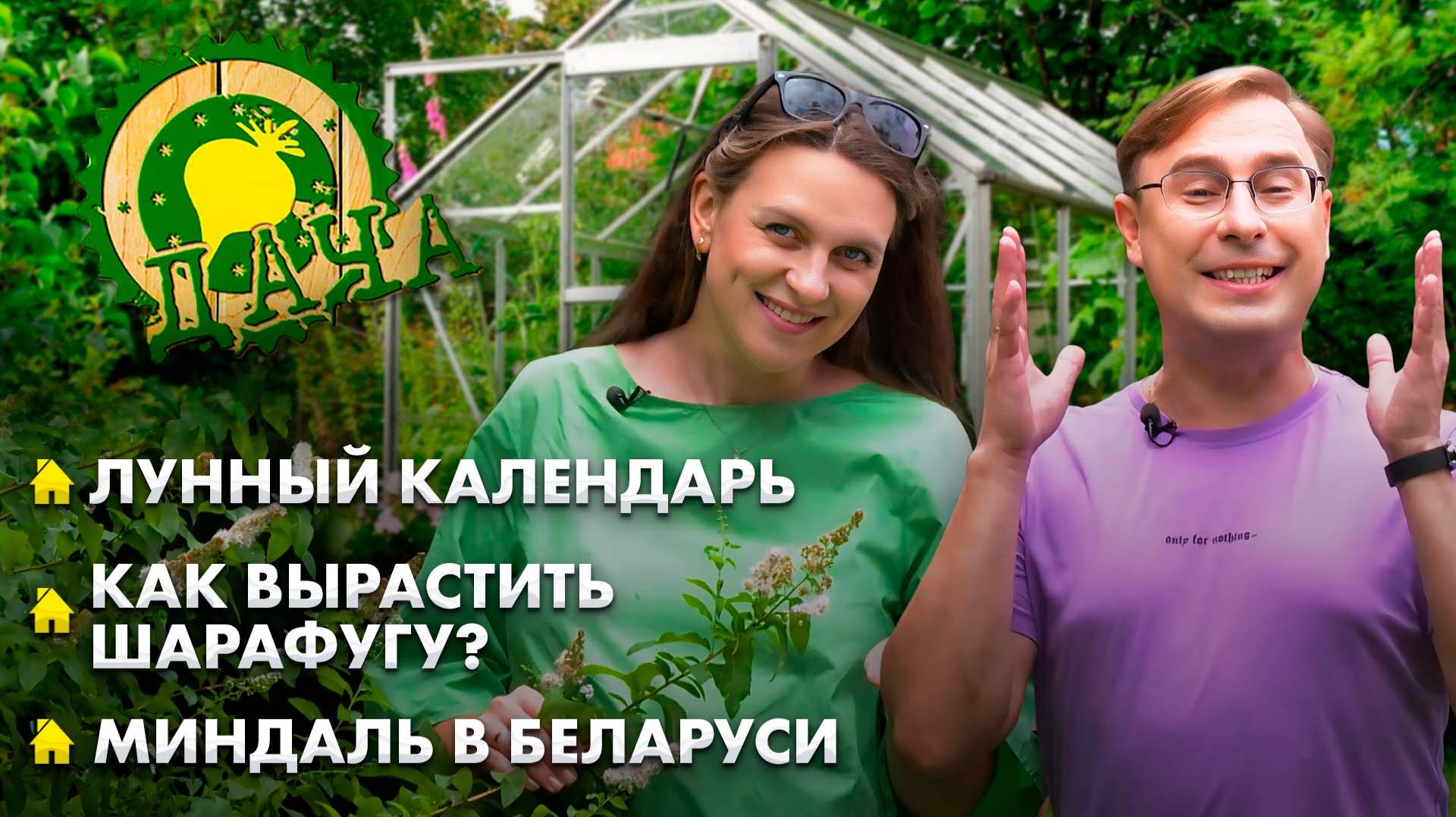 Шарафуга на белорусской даче | Как вырастить миндаль? | Уникальные сорта перца | Дача