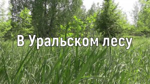 В Уральском лесу. Стихи