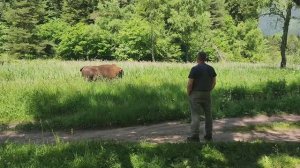 Встретить зубра в заповедных лесах Архыза – обычное дело