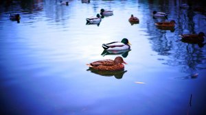 УТИНЫЕ БУДНИ НА КАНАЛЕ БУЗУЛУЧКИ ПРОДОЛЖАЮТСЯ) ВСЕМ ХОРОШЕГО ДНЯ!