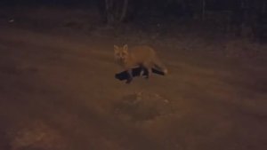 Встреча с лисой.