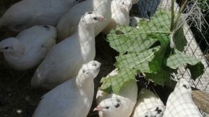 Перепелки в клетке и они красиво поют и клюёт траву