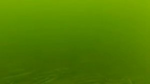 Осетр на Дону