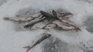 Первая плотва со льда! Как было в прошлом году?