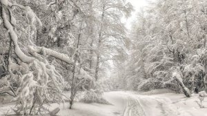 ВЕРА ИЛИ ЧУВСТВА / МОЛИТВА В СНЕЖНОМ ЛЕСУ 🙏🔥