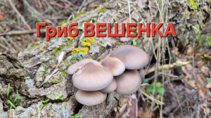 Собираем грибы ВЁШЕНКИ на пнях и поваленных деревьях. Вёшенки в природе.