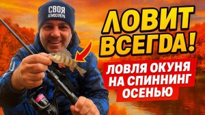 Ловит ВСЕГDA! Остановился у пруда и сразу клюет Рыбалка в ноябре на спиннинг