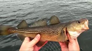 РЫБАЛКА В БАЛТИЙСКОМ МОРЕ: ТРЕСКА