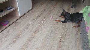 Мячик для кошек может заинтересовать и пинчера