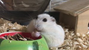 Наш хомячок Снежок