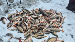 Первый лед!! Рыбалка на окуня в Тюменской области. 12.11.2025