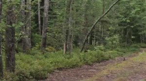 Осенняя охота на рябчика, пролёт и выстрелы. 28.09.2025